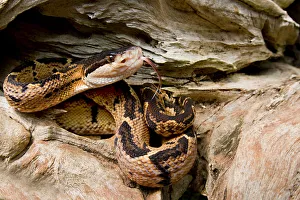 Black-headed bushmaster (Lachesis melanocephala) with tongue extended, Siquirres Black-headed bushmaster (Lachesis melanocephala) with tongue extended, Siquirres