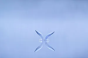 Colliding Gallery: Black-headed gull (Chroicocephalus ridibundus) alighting on water at dawn, Cheshire, UK, November