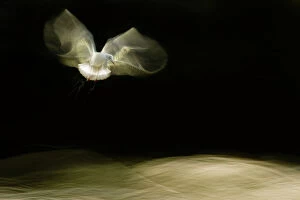 Abstracts Gallery: Black-headed gull (Chroicocephalus ridibundus) in flight, artistically blurred photograph