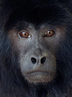 Monkey Gallery: Black howler (Alouatta caraya) captive, occurs in South America