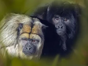 Black howler (Alouatta caraya) male and female, captive, occurs in Brazil and Paraguay Black howler (Alouatta caraya) male and female, captive, occurs in Brazil and Paraguay