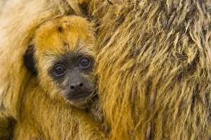 Black howler monkey (Alouatta caraya) baby being carried by mother, Pantanal NP Black howler monkey (Alouatta caraya) baby being carried by mother, Pantanal NP