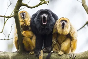 Black howler monkeys (Alouatta caraya) male and two females calling from tree, captive Black howler monkeys (Alouatta caraya) male and two females calling from tree, captive