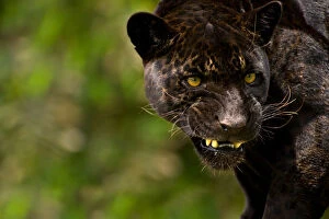 Expressions Gallery: Black Jaguar or Panther (Panthera onca) snarling, captive, Peru
