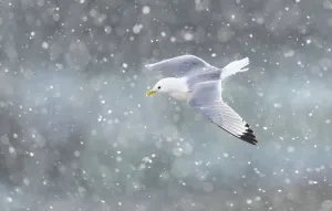Black-legged kittiwake (Rissa tridactyla) in flight over Newcastle city centre in a Black-legged kittiwake (Rissa tridactyla) in flight over Newcastle city centre in a