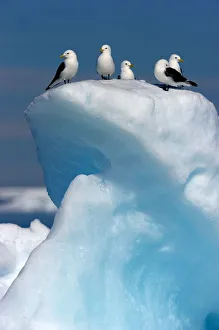 Black-legged Kittiwake (Rissa tridactyla) on ice. Floe edge, Arctic Bay, Nunavut, Canada, April Black-legged Kittiwake (Rissa tridactyla) on ice. Floe edge, Arctic Bay, Nunavut, Canada, April