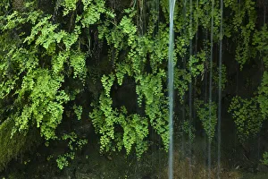 Black maidenhair fern (Adiantum capillus veneris) with water falling past, near Kravice falls Black maidenhair fern (Adiantum capillus veneris) with water falling past, near Kravice falls