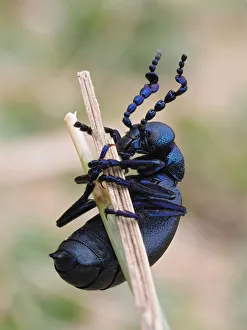 Black oil beetle (Meloe proscarabaeus) male on grass stem in sand dunes, Gower, Wales, UK Black oil beetle (Meloe proscarabaeus) male on grass stem in sand dunes, Gower, Wales, UK