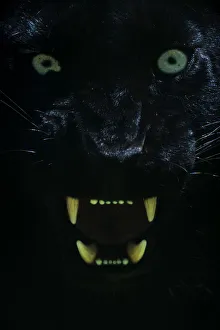Black panther / melanistic Leopard (Panthera pardus) baring teeth, captive Black panther / melanistic Leopard (Panthera pardus) baring teeth, captive