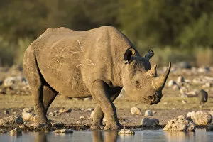 Black Rhinoceros Collection: Black rhino (Diceros bicornis), Etosha National Park, Namibia, May