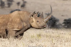 Black rhino (Diceros bicornis) with very long horn, Lewa Wildlife Conservancy, Laikipia Black rhino (Diceros bicornis) with very long horn, Lewa Wildlife Conservancy, Laikipia