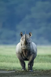 Black Rhinoceros Collection: Black rhino (Diceros bicornis) looking threatening, Nakuru National Park, Kenya
