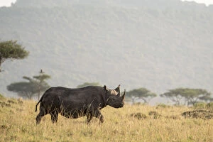 Black Rhinoceros Collection: Black rhino (Diceros bicornis), male on the plains, Masai-Mara Game Reserve, Kenya