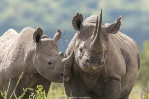 Black rhino (Diceros bicornis) mother and calf, Solio Game Reserve, Laikipia, Kenya Black rhino (Diceros bicornis) mother and calf, Solio Game Reserve, Laikipia, Kenya
