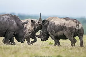 Black Rhinoceros Collection: Black rhino (Diceros bicornis) and White rhino (Ceratotherium simum)