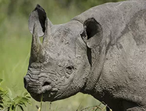 Black Rhinoceros Collection: Black rhinoceros (Diceros bicornis) covered in mud, Mud on skin Etosha National Park