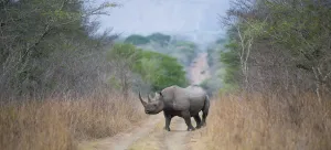 Black rhinoceros (Diceros bicornis) crossing a road, Phinda Private Game Reserve Black rhinoceros (Diceros bicornis) crossing a road, Phinda Private Game Reserve