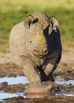 Black Rhinoceros Collection: Black rhinoceros {Diceros bicornis} head on, walking through mud, Etosha national park