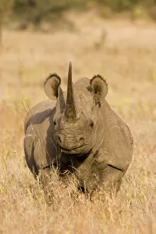 Black Rhinoceros Collection: Black Rhinoceros {Diceros bicornis} with oxpecker foraging in ear, Kenya