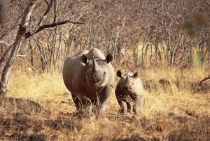 Black rhinoceros with young {Diceros bicornis} Lapalala WR, South Africa Black rhinoceros with young {Diceros bicornis} Lapalala WR, South Africa