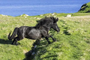 Black Shetland pony jumps over ditch in field along the coast on the Shetland Islands Black Shetland pony jumps over ditch in field along the coast on the Shetland Islands