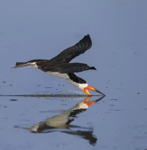 Black skimmer (Rynchops flavirostris) fishing by skimming along water surface, Pantanal Black skimmer (Rynchops flavirostris) fishing by skimming along water surface, Pantanal