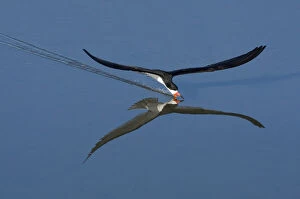 Images Dated 11th July 2009: Black Skimmer (Rynchops nigra), skimming with its open beak just below the water s