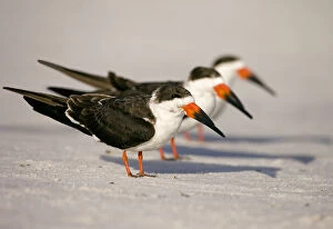 Images Dated 23rd January 2006: Black skimmers (Rynchops niger), three in non-breeding plumage on beach, Fort De Soto Park, St