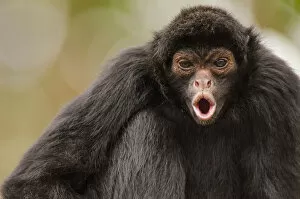 Images Dated 17th July 2014: Black spider monkey (Ateles chamek) calling, captive, Peru