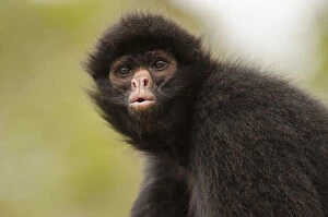 Images Dated 17th July 2014: Black spider monkey (Ateles chamek) portrait, captive, Peru