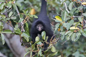 Black spider monkey (Ateles chamek) in tree, Madidi National Park, Bolivia Black spider monkey (Ateles chamek) in tree, Madidi National Park, Bolivia