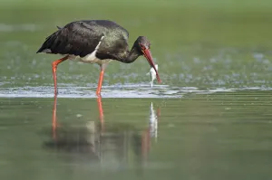 Black stork (Ciconia nigra) with fish in beak, Elbe Biosphere Reserve, Lower Saxony Black stork (Ciconia nigra) with fish in beak, Elbe Biosphere Reserve, Lower Saxony