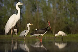 Black stork (Ciconia nigra), Great white heron (Ardea alba), Grey heron (Ardea cinerea)