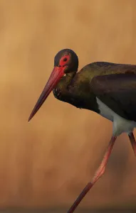 Ciconiiformes Gallery: Black stork (Ciconia nigra) Hungary May