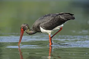 Black stork (Ciconia nigra) hunting for fish, Elbe Biosphere Reserve, Lower Saxony Black stork (Ciconia nigra) hunting for fish, Elbe Biosphere Reserve, Lower Saxony