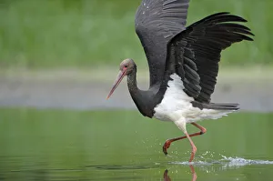 Black stork (Ciconia nigra) just after landing, Elbe Biosphere Reserve, Lower Saxony Black stork (Ciconia nigra) just after landing, Elbe Biosphere Reserve, Lower Saxony