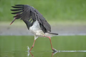 Black stork (Ciconia nigra) just after landing in river, Elbe Biosphere Reserve, Lower Saxony Black stork (Ciconia nigra) just after landing in river, Elbe Biosphere Reserve, Lower Saxony