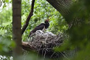 Black stork (Ciconia nigra) at nest calling, Eastern Slovakia, Europe, June 2009 Black stork (Ciconia nigra) at nest calling, Eastern Slovakia, Europe, June 2009