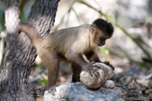 Black-striped capuchin (Sapajus libidinosus) using rock as a tool to break open palm nut Black-striped capuchin (Sapajus libidinosus) using rock as a tool to break open palm nut