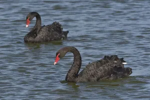 Two Black swans (Cygnus atratus) on water, Noirmoutier Island, Vendee, France, July Two Black swans (Cygnus atratus) on water, Noirmoutier Island, Vendee, France, July