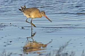 Sandpipers Gallery: Black Tailed Godwit Collection