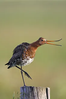 Black tailed godwit (Limosa limosa) standing on one leg on post calling, Texel Black tailed godwit (Limosa limosa) standing on one leg on post calling, Texel