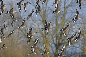 Black-tailed godwit (Limosa limosa) flock in flight past Willow trees fringing a shallow Black-tailed godwit (Limosa limosa) flock in flight past Willow trees fringing a shallow