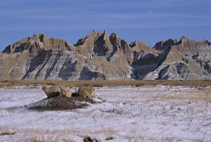 Black tailed prairie dogs on burrow mound {Cynomys ludocicianus}, Badlands, USA Black tailed prairie dogs on burrow mound {Cynomys ludocicianus}, Badlands, USA