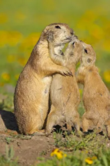 Popular themes/love/black tailed prairie dogs cynomys ludovicianus Popular themes/love/black tailed prairie dogs cynomys ludovicianus