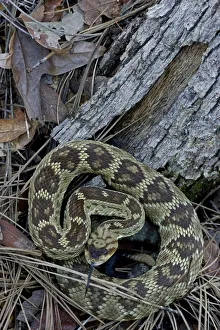 Black-tailed rattlesnake (Crotalus molossus), Chiricahua Mountains, Arizona, USA. August Black-tailed rattlesnake (Crotalus molossus), Chiricahua Mountains, Arizona, USA. August