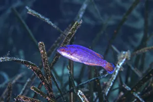 Black-tailed wrasse (Symphodus melanocercus) sheltering within Neptune seagrass Black-tailed wrasse (Symphodus melanocercus) sheltering within Neptune seagrass