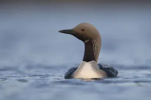Black throated diver (Gavia arctica) swimming, Assynt, Sutherland, Highland, Scotland Black throated diver (Gavia arctica) swimming, Assynt, Sutherland, Highland, Scotland