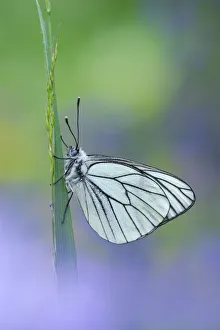 Black veined white butterfly (Aporia crataegi) on grass, Gavarnie-Gedre, Pyrenees National Park Black veined white butterfly (Aporia crataegi) on grass, Gavarnie-Gedre, Pyrenees National Park