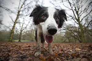 Black and white border collie, Hampstead Heath, England, UK Black and white border collie, Hampstead Heath, England, UK